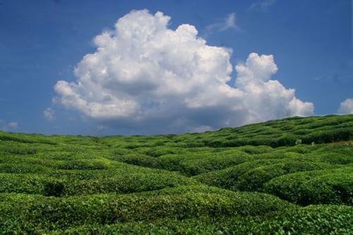 微米生物：垃圾變肥料，免費(fèi)供村民用！這里的餐廚垃圾處理有辦法